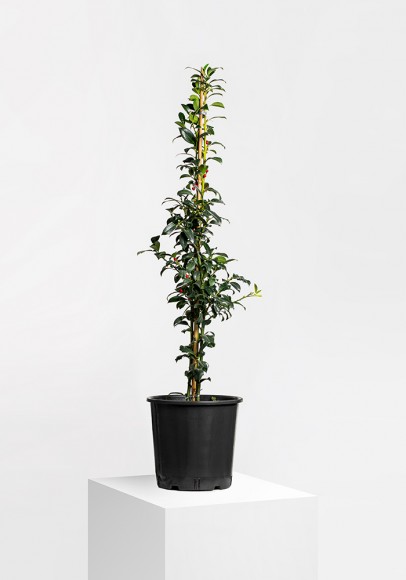 Ilex Aquifolium Alaska 