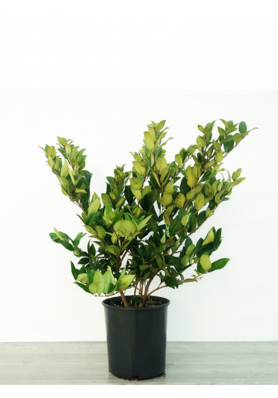 Ligustrum Texanum