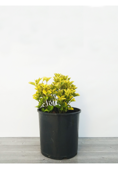 EUONYMUS JAPONICA AUREA 50-60 