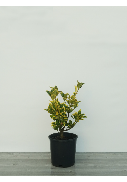 Euonymus Japonica Aurea 30-40