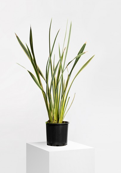Phormium Tenax Variegatum