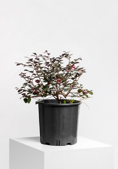 Loropetalum