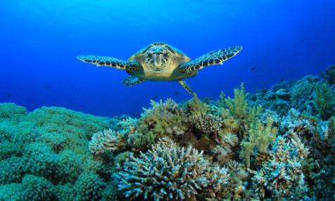 Deco_83522290 Heyvanlar