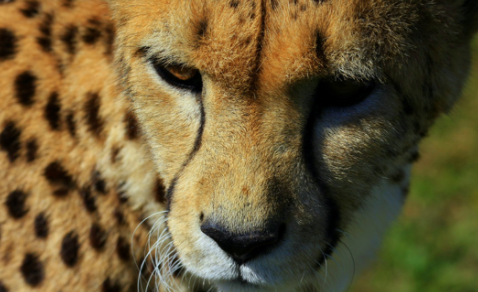 Deco_102144514 Heyvanlar