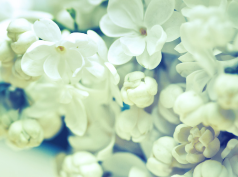 Deco_115870438 Floral